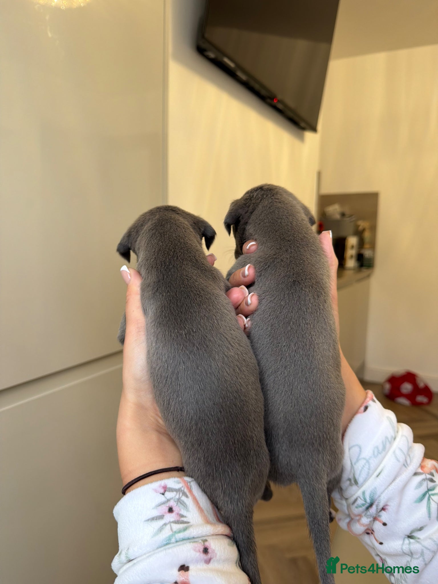 Whippet dogs for sale: KC REGISTERED BLUE WHIPPET BOY - Advert 7