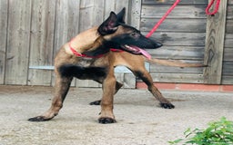 Belgian Shepherd Dog dogs for sale: Belgian Malinois / Dutch Herder  - Image 25