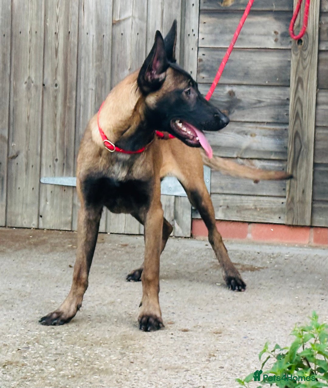 Belgian Shepherd Dog dogs for sale: Belgian Malinois / Dutch Herder  - Image 25
