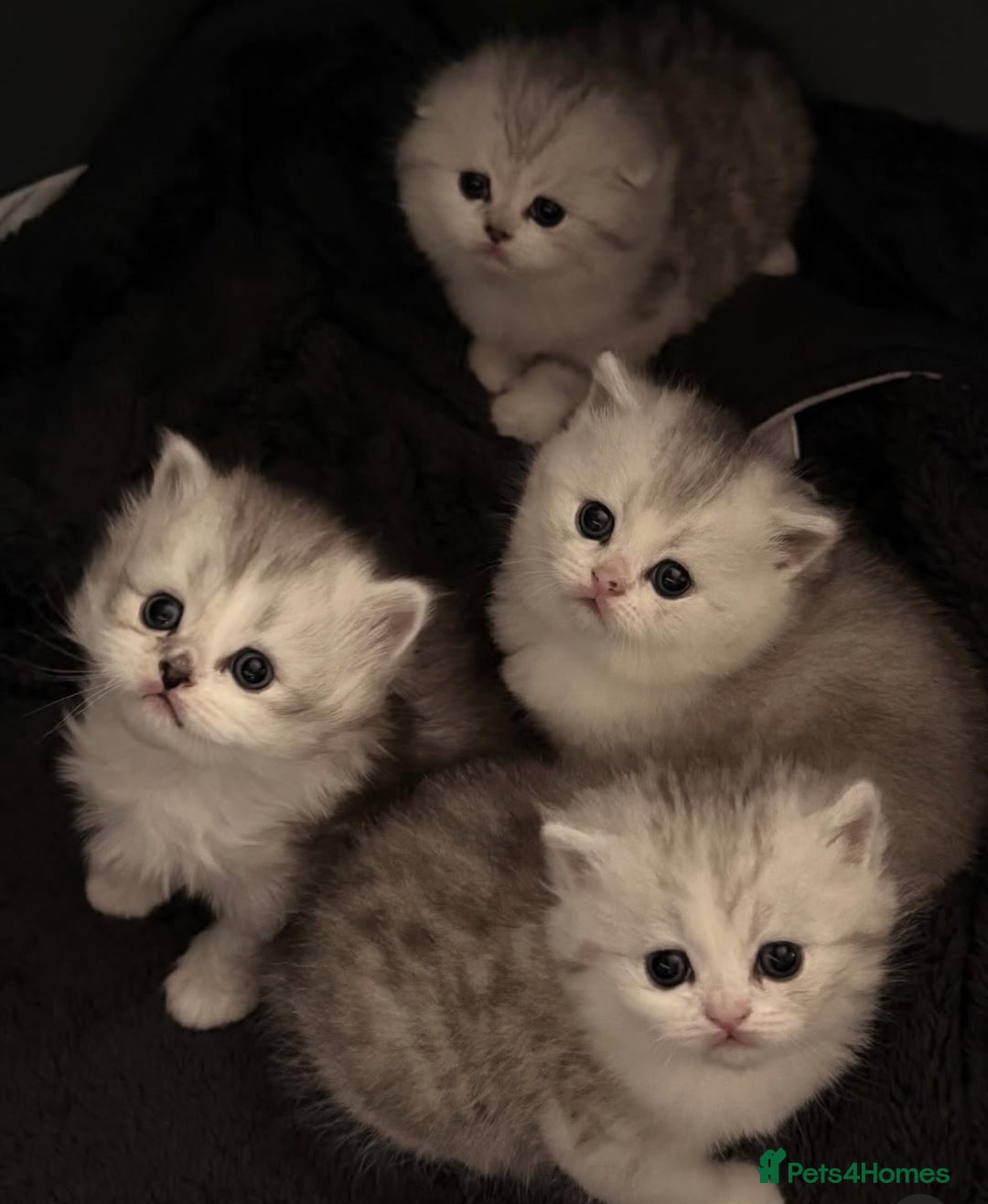 Scottish Fold cats for sale: Scottish fold / straight Kittens  - Advert 1