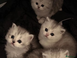 Scottish Fold cats Scottish fold / straight Kittens - Advert 1