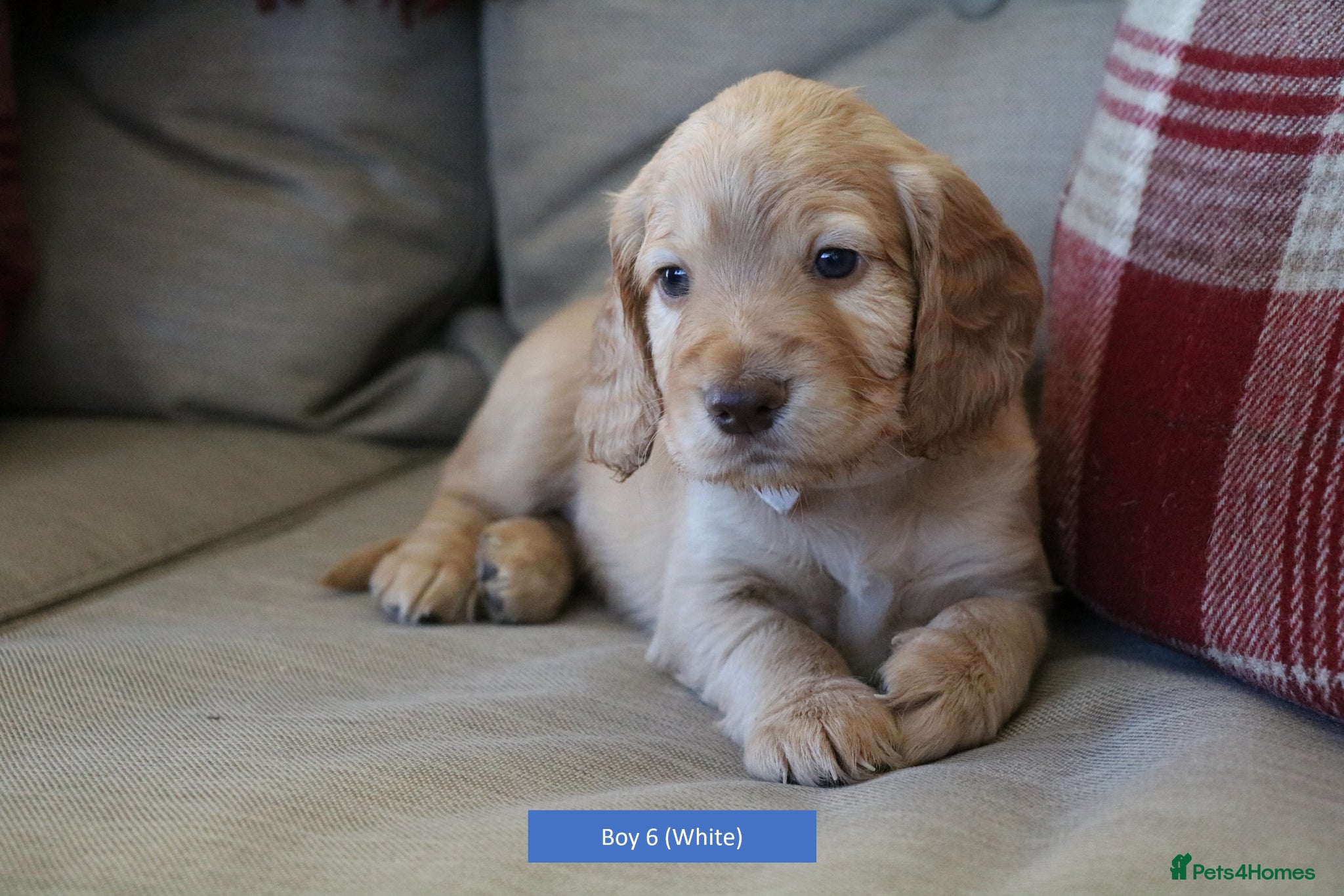 Cocker Spaniel dogs Health Tested Working Cocker Spaniel Puppies - Advert 2