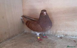 Pigeons birds for sale: Lovely Roller Pigeons For Sale  - Image 6
