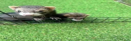 Ferret rodents for sale: Baby boy Ferrets - Advert 4
