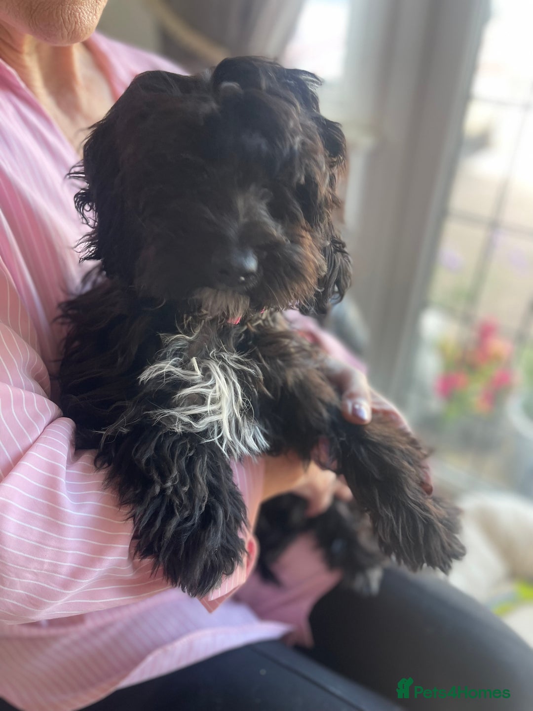 Cockapoo dogs for sale: Black and white female cockapoo five months old  - Image 2