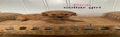 Cavapoochon 5