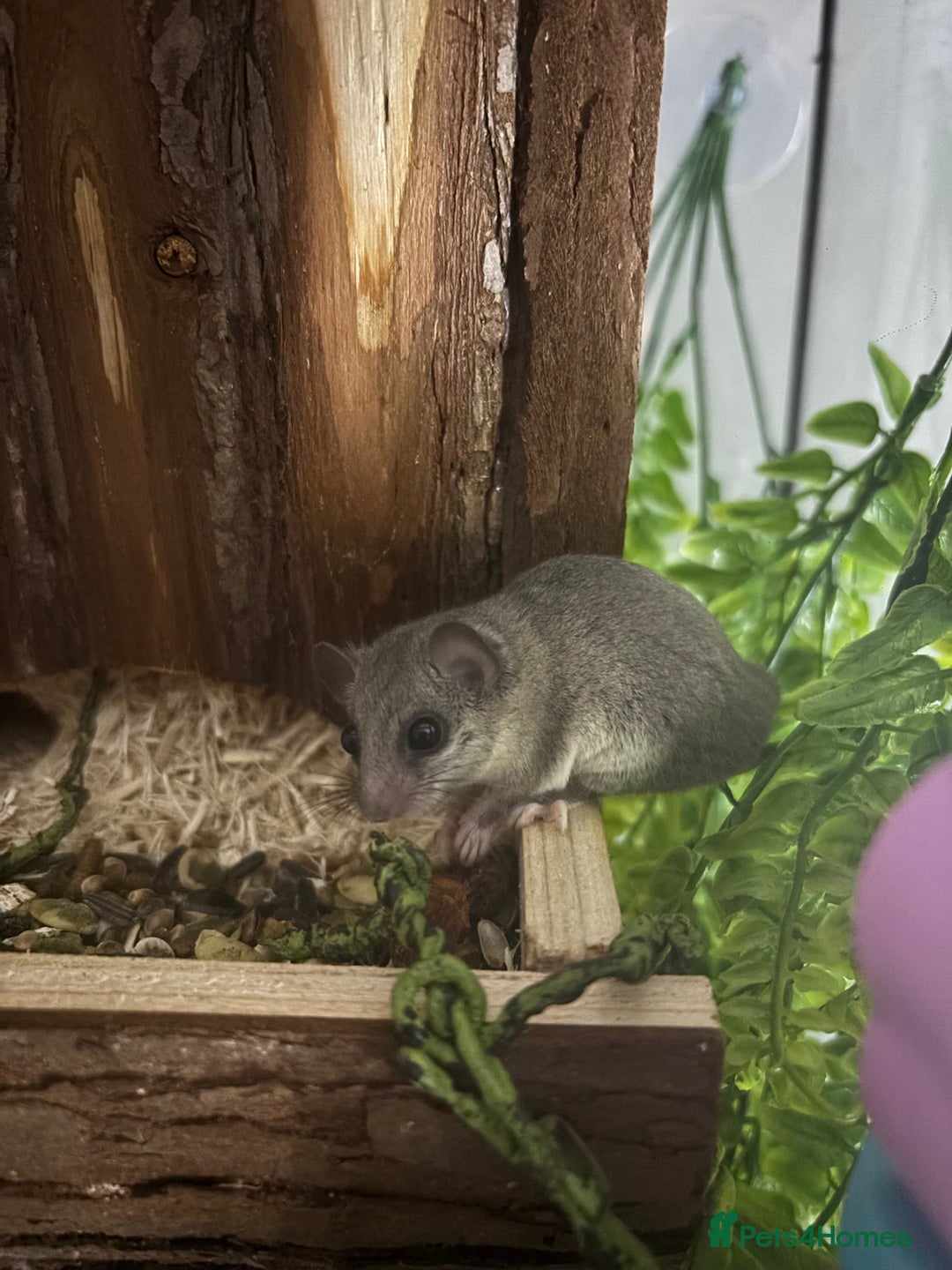 Mouse rodents for sale: Pygmy dormice for sale - Image 4