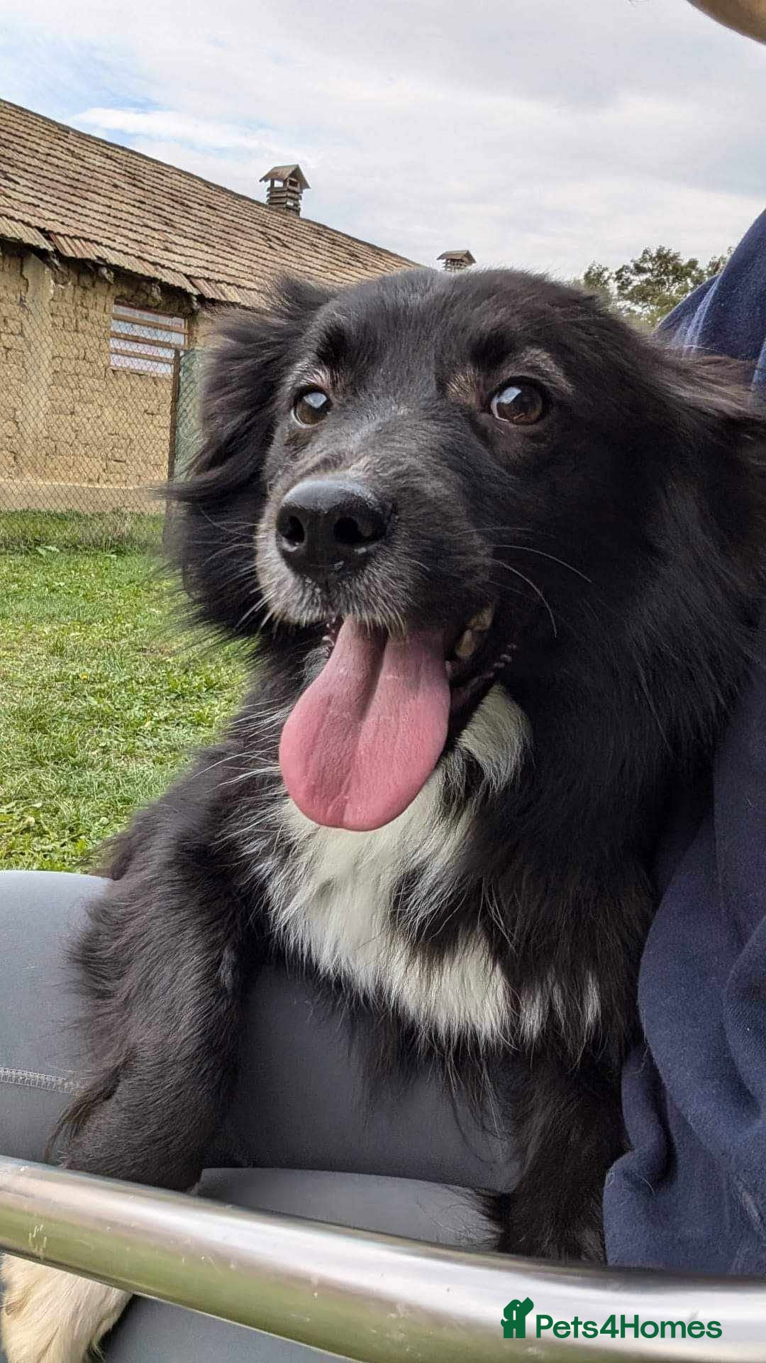 Mixed Breed dogs Nala for adoption - Advert 1