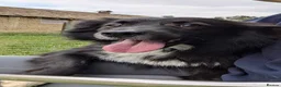 Mixed Breed dogs for adoption: Nala for adoption in Leigh-on-Sea - Advert 1
