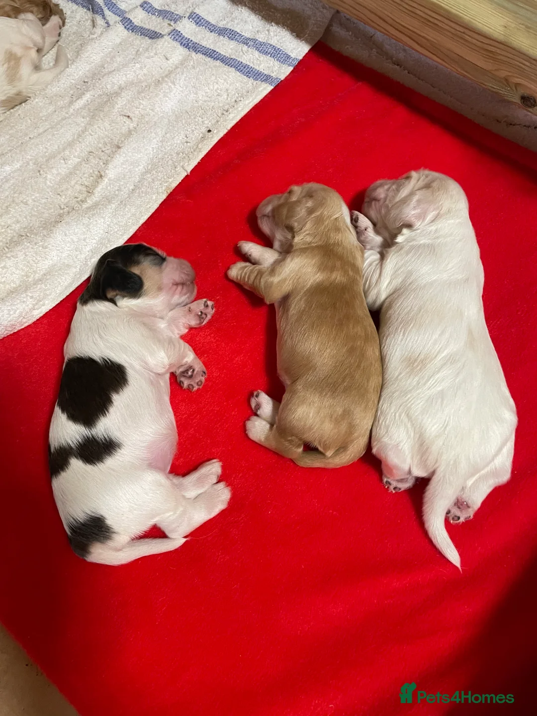 Cocker Spaniel dogs for sale: Cocker spaniels, KC, health checked puppies in Bishop's Stortford - Advert 2