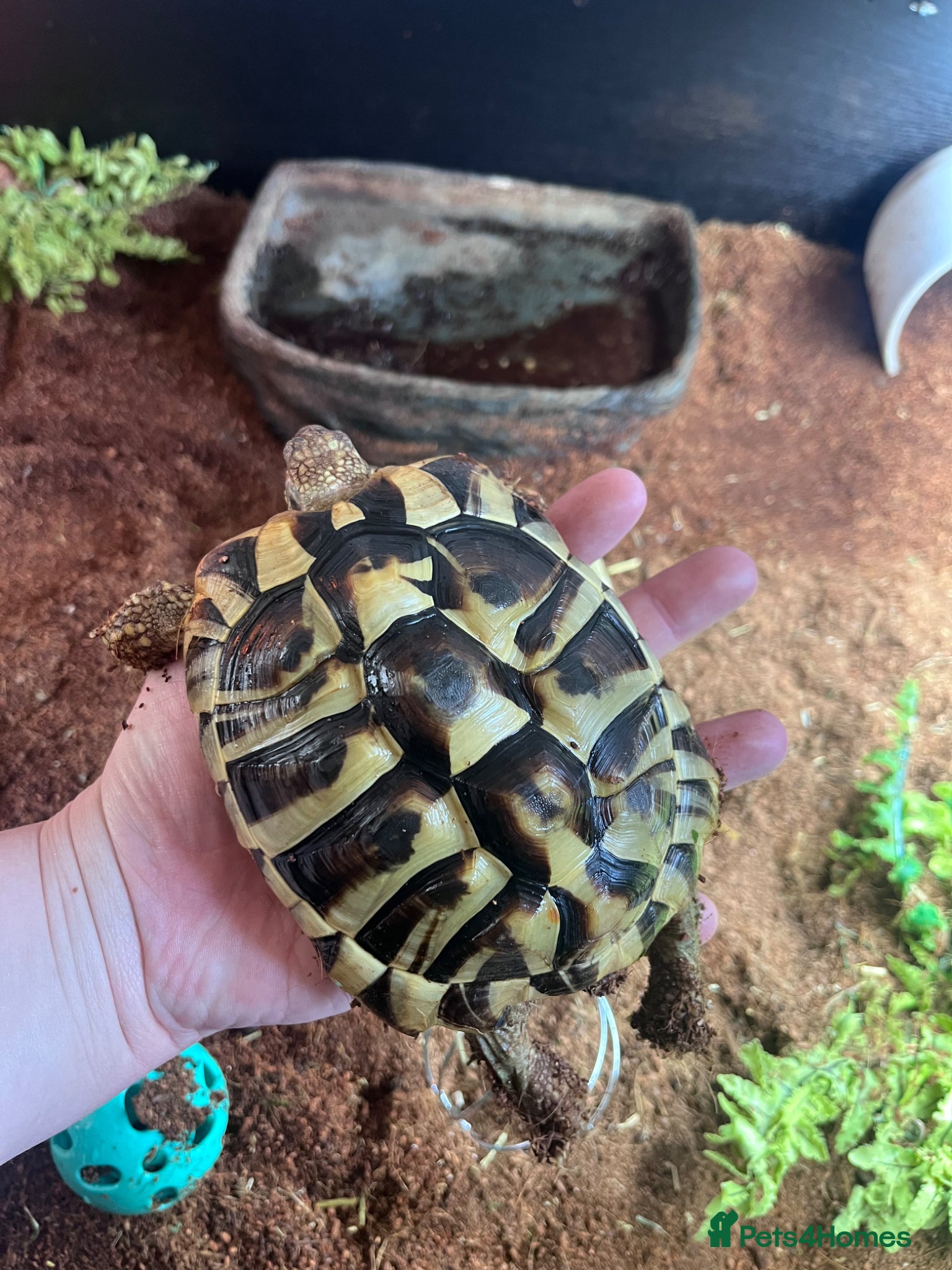 Tortoise reptiles 1 Herman tortoise for sale - Advert 4