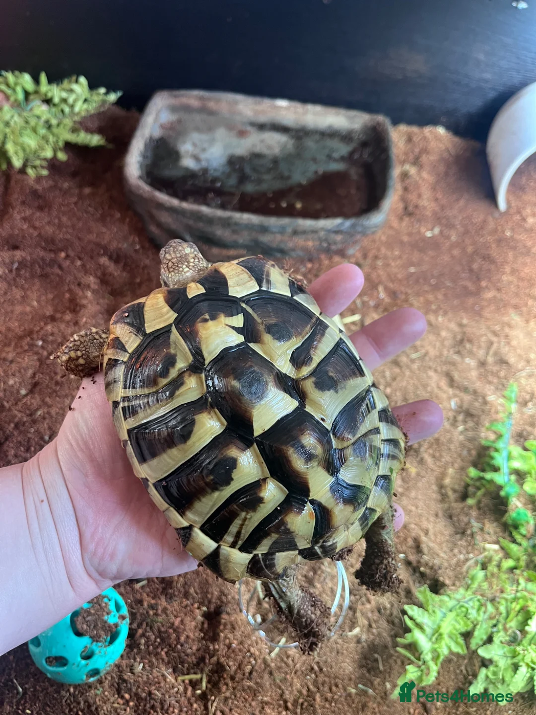 Tortoise reptiles for sale: 1 Herman tortoise for sale in Farnham - Advert 1
