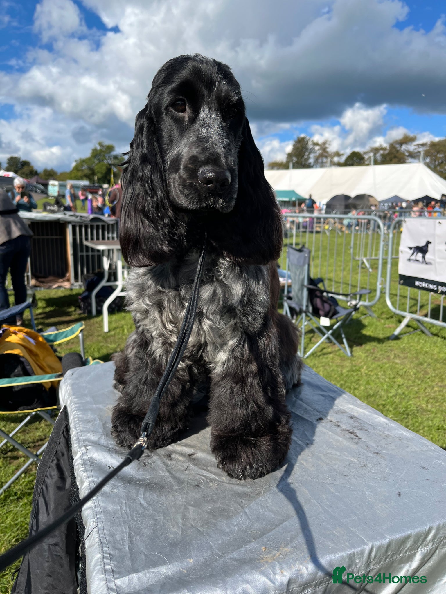 Cocker Spaniel dogs KC Show Type Cocker Spaniels - Advert 1
