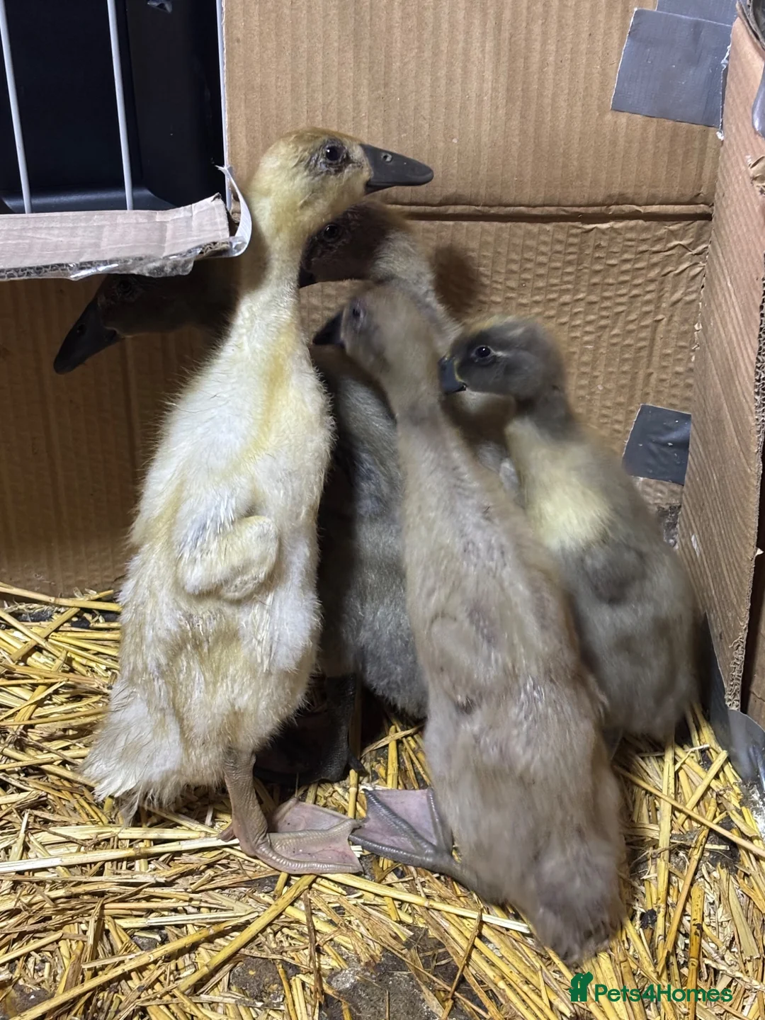 Ducks poultry for sale: Indian runner ducklings for sale in Wellingborough - Advert 1