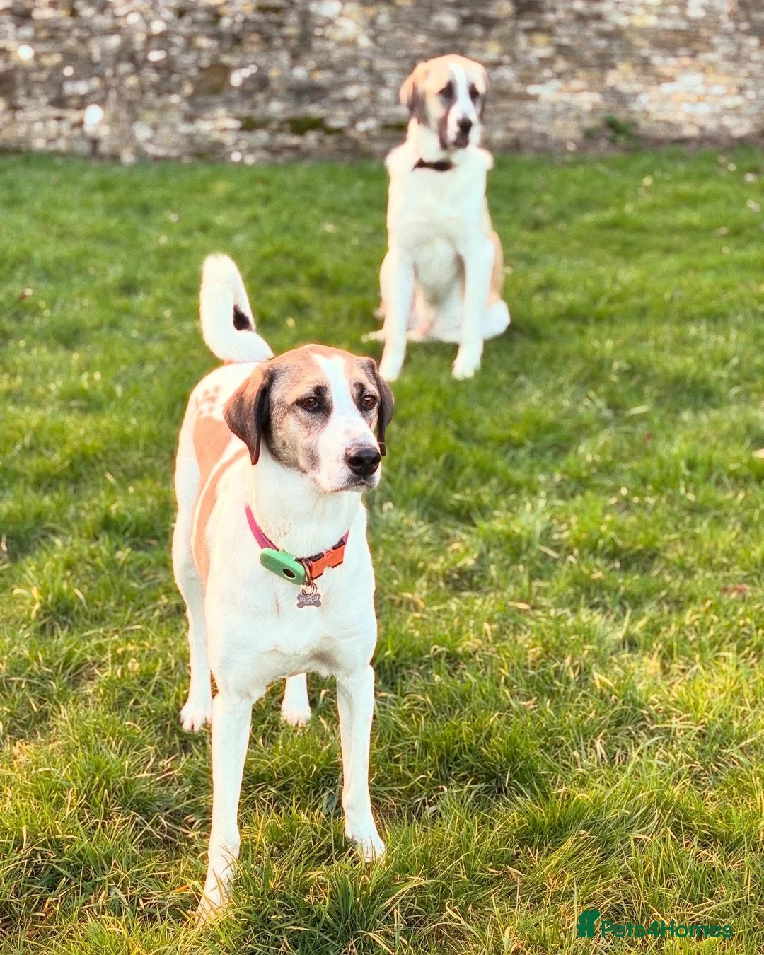 Mixed Breed dogs for adoption: Dexter The Gentle Giant ❤️ - Advert 13