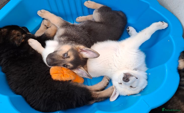 German Shepherd dogs - Advert 6