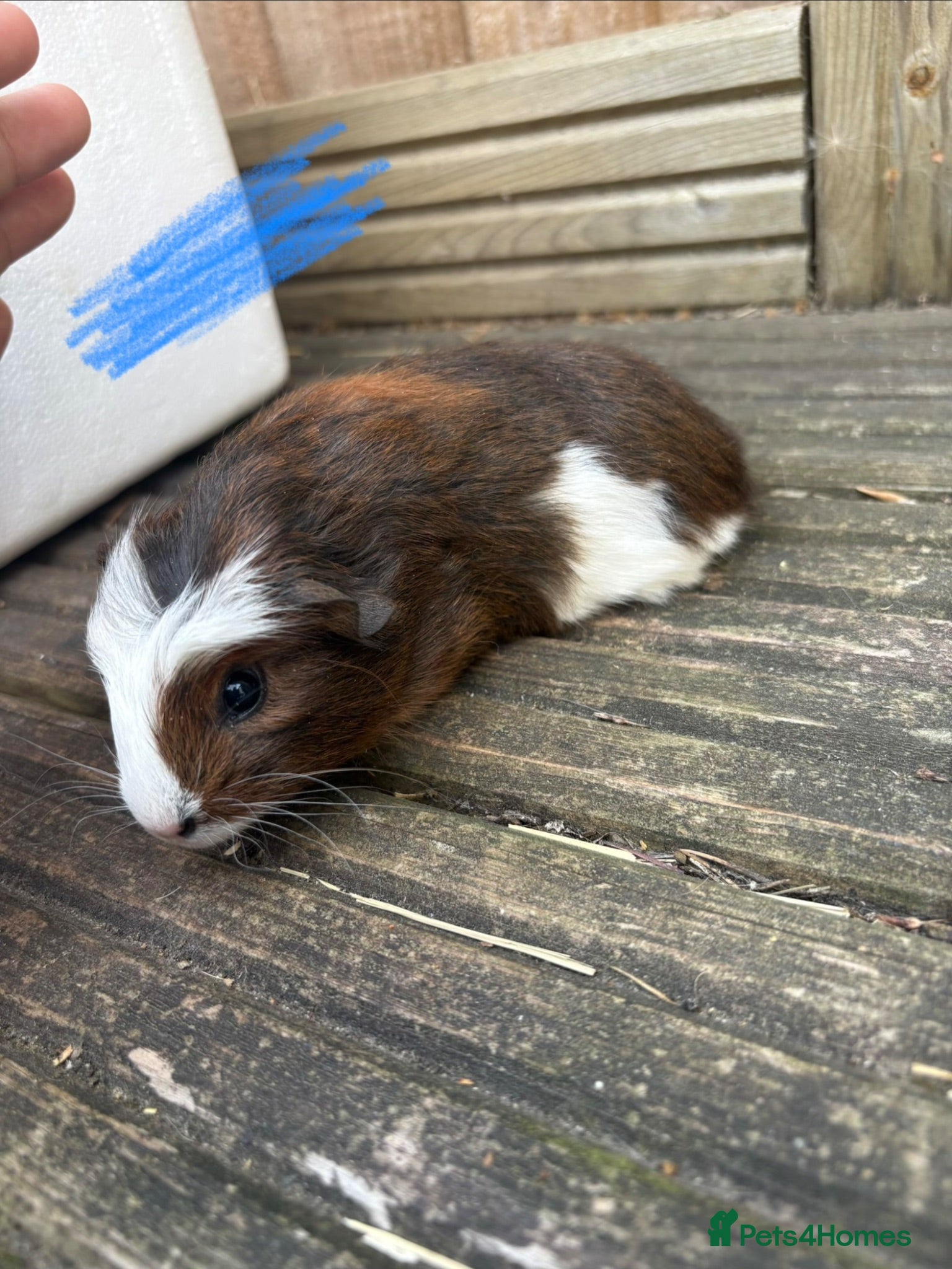 Guinea Pig rodents Guinea pigs boys  - Advert 8