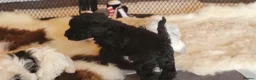 Yorkiepoo dogs for sale: Yorkiepoos Stunning litter from Licensed Breeder  - Advert 4