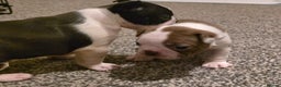 Boston Terrier dogs for sale: Stunning KC Reg Boston Terrier last girl left - Advert 19