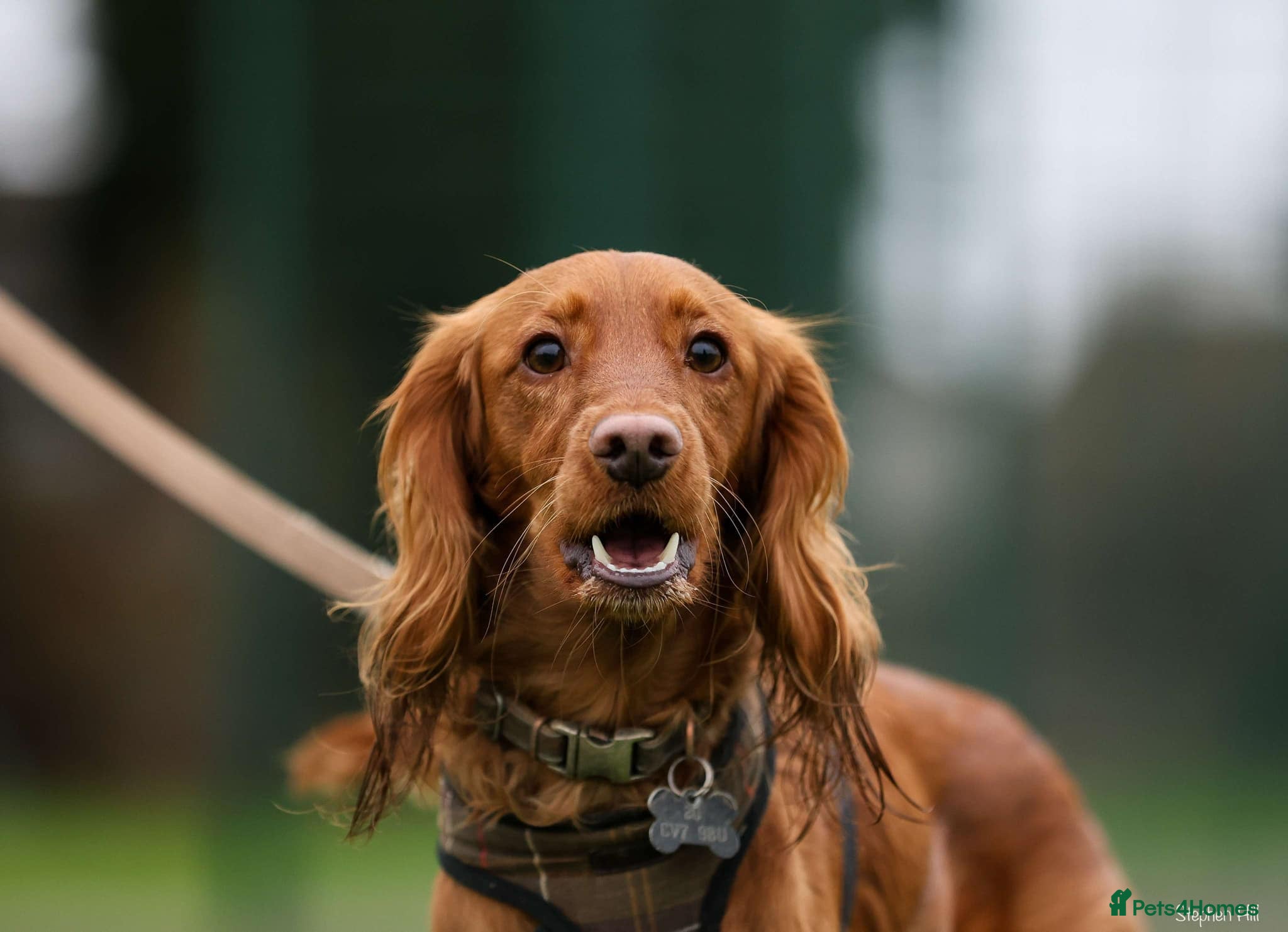 Cockapoo dogs Male Red Cockapoo Stud - Advert 2