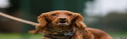Cockapoo dogs for stud: Male Red Cockapoo Stud in Coventry - Advert 1
