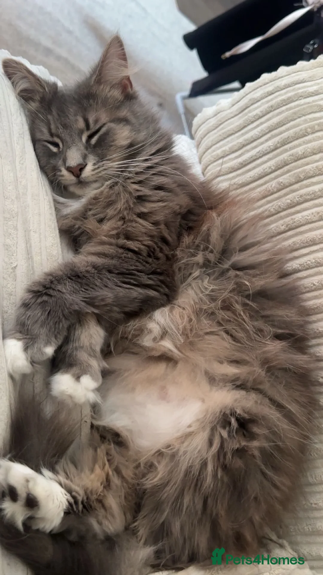 Mixed Breed cats for sale: Opal - Long Haired Cat in Wadhurst - Advert 4