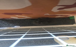 British Shorthair cats for sale: British shorthair kittens - Image 8