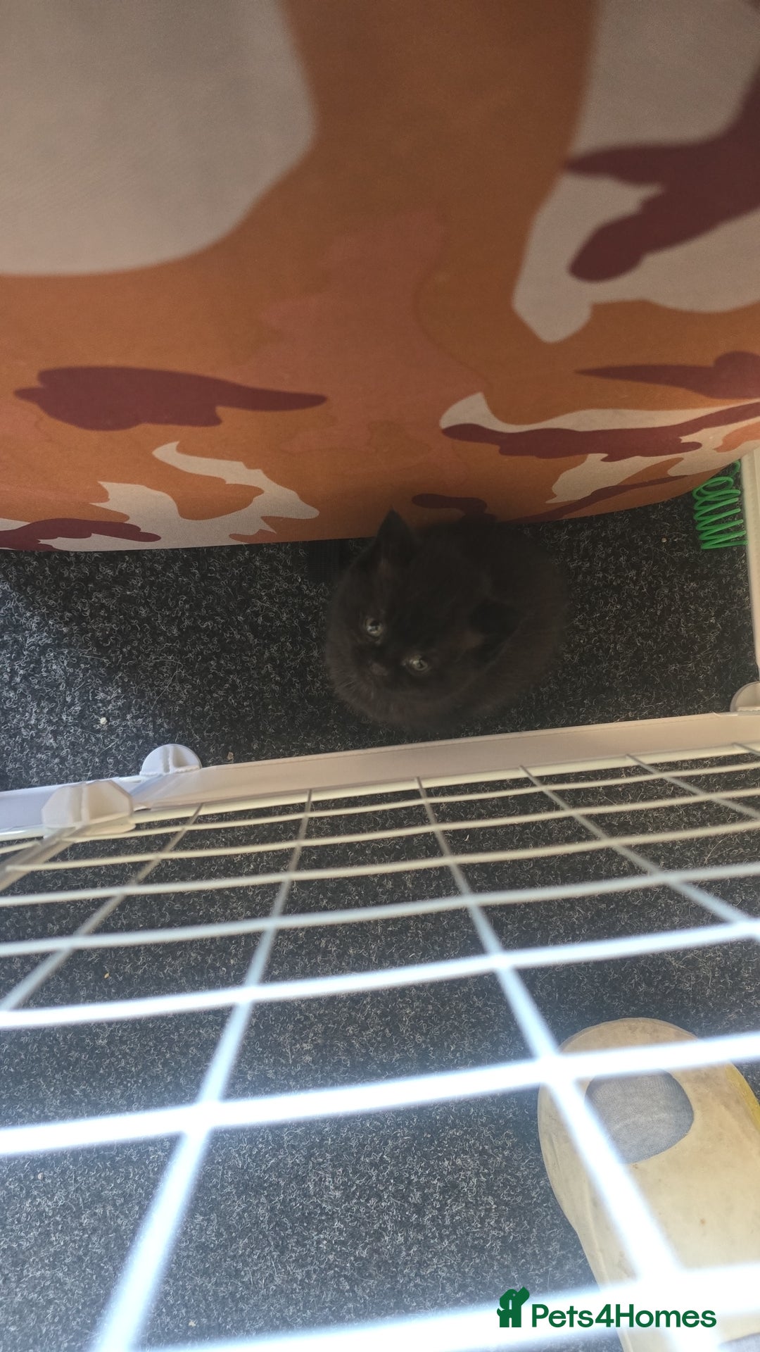 British Shorthair cats for sale: British shorthair kittens - Image 8