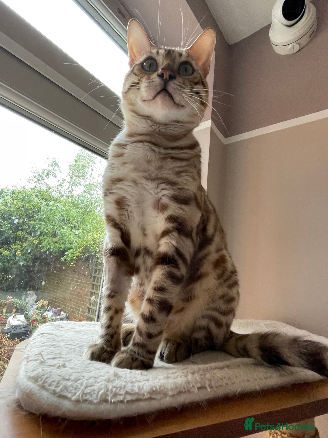 Bengal cats for sale: Beautiful Bengal boy - Image 16