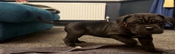 Cane Corso dogs for sale: Exceptional Quality Full Pedigree  - Advert 21