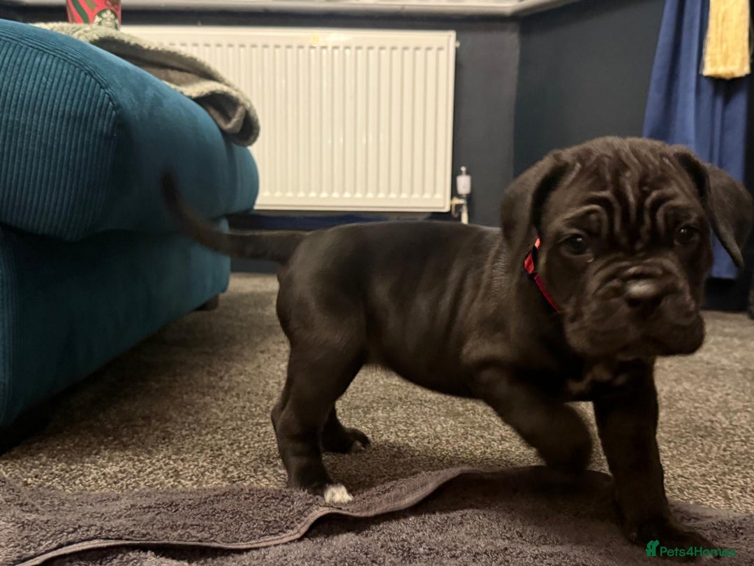 Cane Corso dogs for sale: Exceptional Quality Full Pedigree  - Advert 21