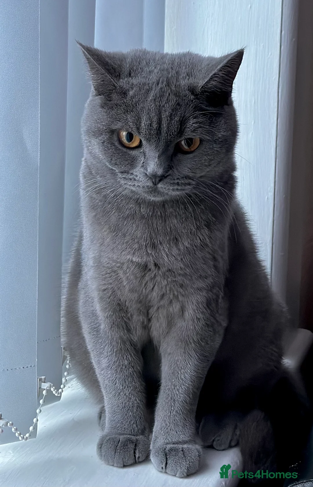 British Shorthair cats for sale: British shorthair female cat - neutered.  - Advert 4