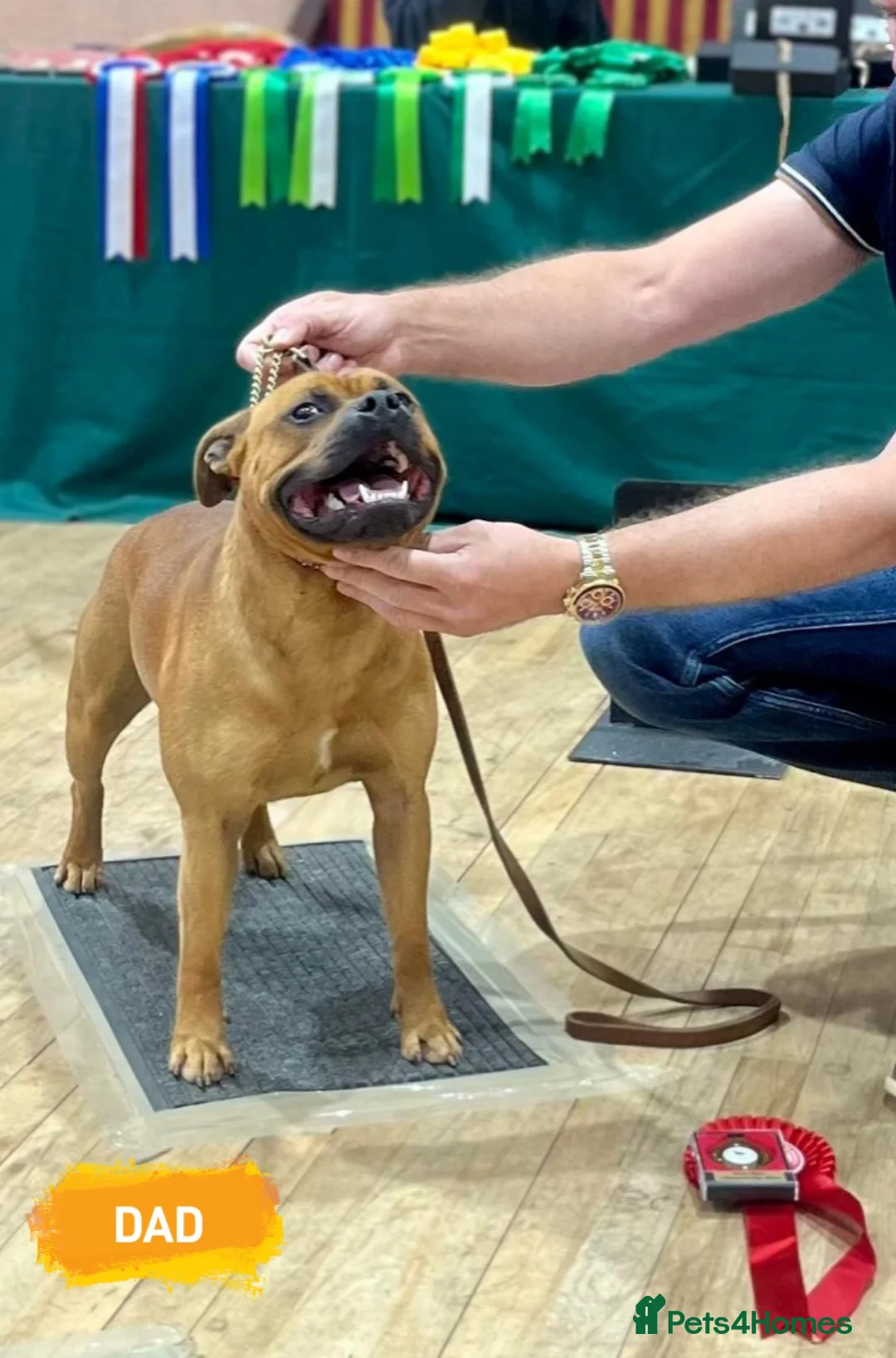 Staffordshire Bull Terrier dogs for sale: SHOW QUAILTY RED STAFF PUPPIES COI 2.9% 🐶 🔥🔥😍 - Advert 20