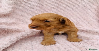 Cockapoo dogs - Advert 1