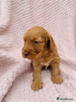 Cockapoo dogs - Advert 5