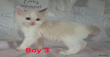 Ragdoll cats - Advert 1