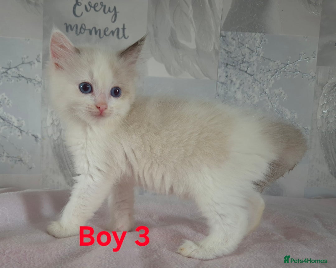 Ragdoll cats for sale: Beautiful ragdoll  - Image 2