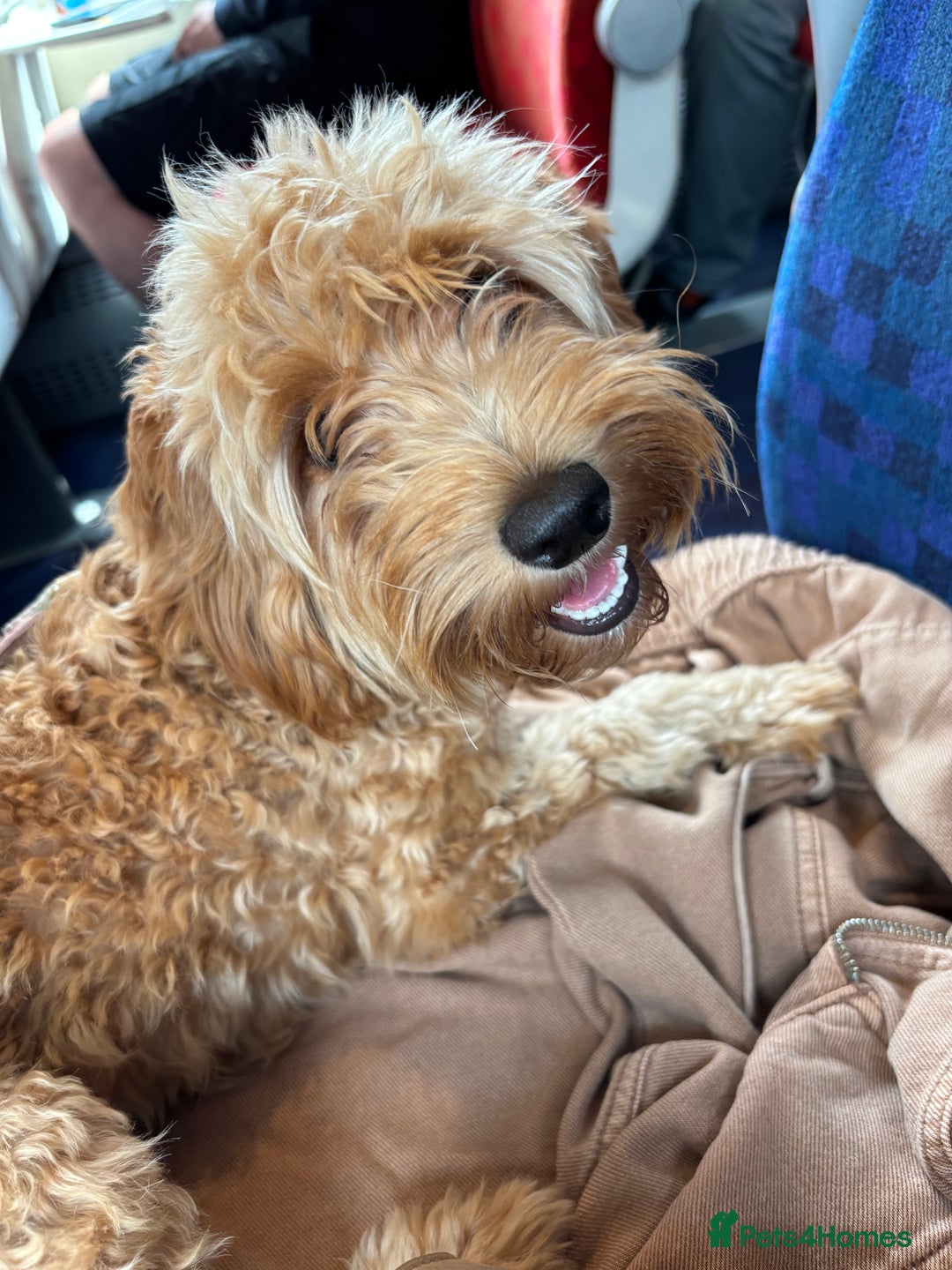 Cockapoo dogs for sale: Cockapoo - Advert 1