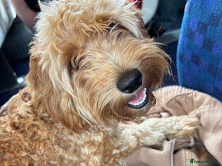 Cockapoo dogs Cockapoo - Advert 1