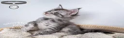 Maine Coon cats for sale: 💚Stunning XL TICA-registered Maine Coon Kittens  - Advert 12
