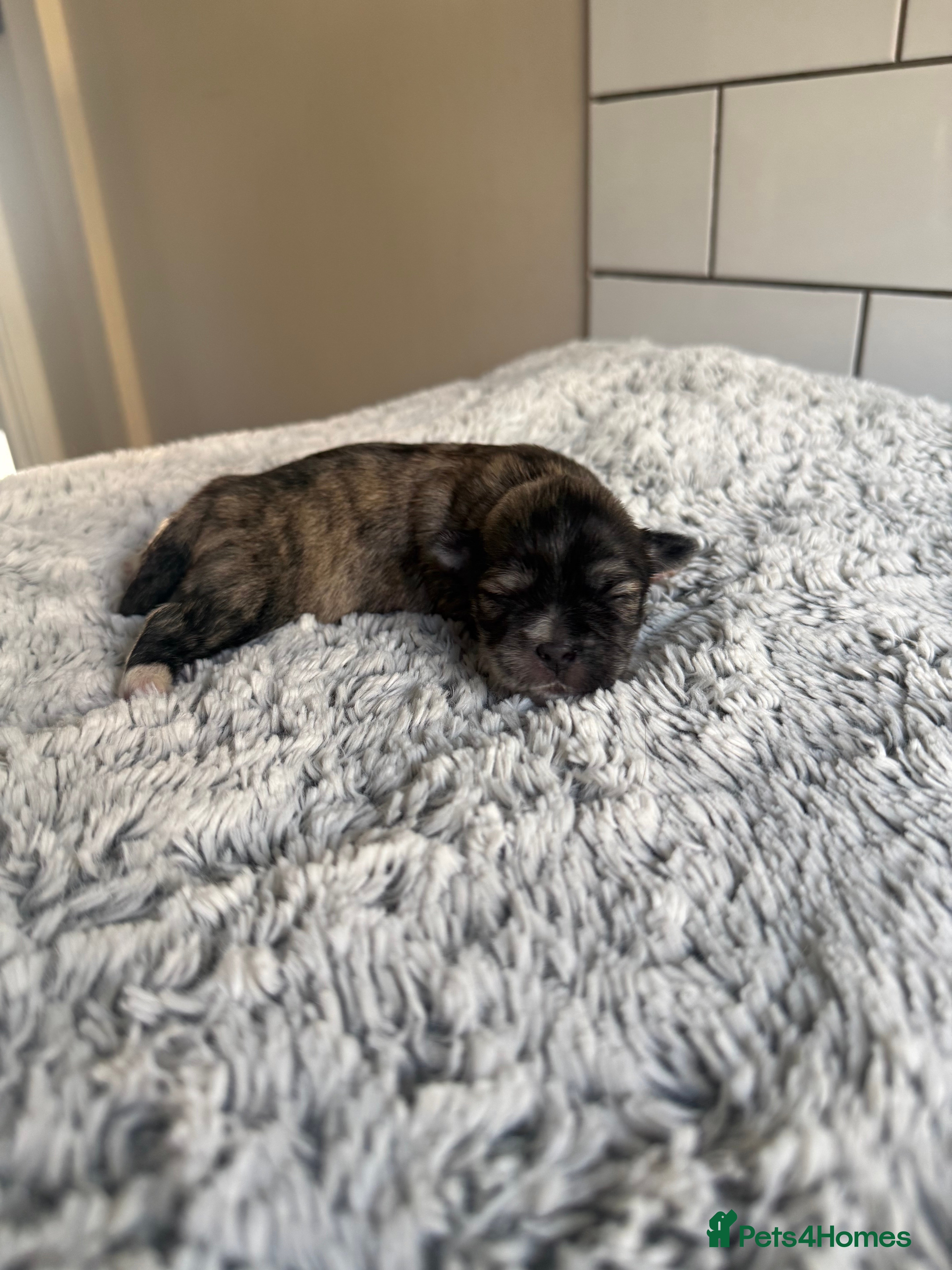 Lhasa Apso dogs 7 beautiful pups looking for their forever family - Advert 2