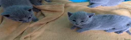 Russian Blue cats for sale: Stunning Russian Blue Kittens–Pedigree&TICA Reg - Advert 9