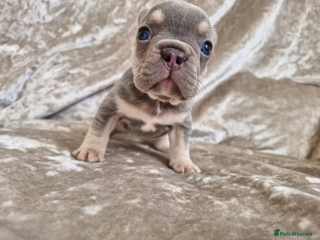 French Bulldog dogs for sale: French Bulldog Puppies  - Image 5