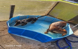 Dachshund dogs for sale: TWO DAUSHUNDS - Image 19