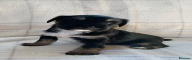 Tibetan Terrier 2