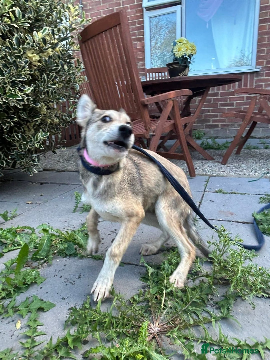 Mixed Breed dogs for adoption: Iris - Norwich Norfolk  - Image 3