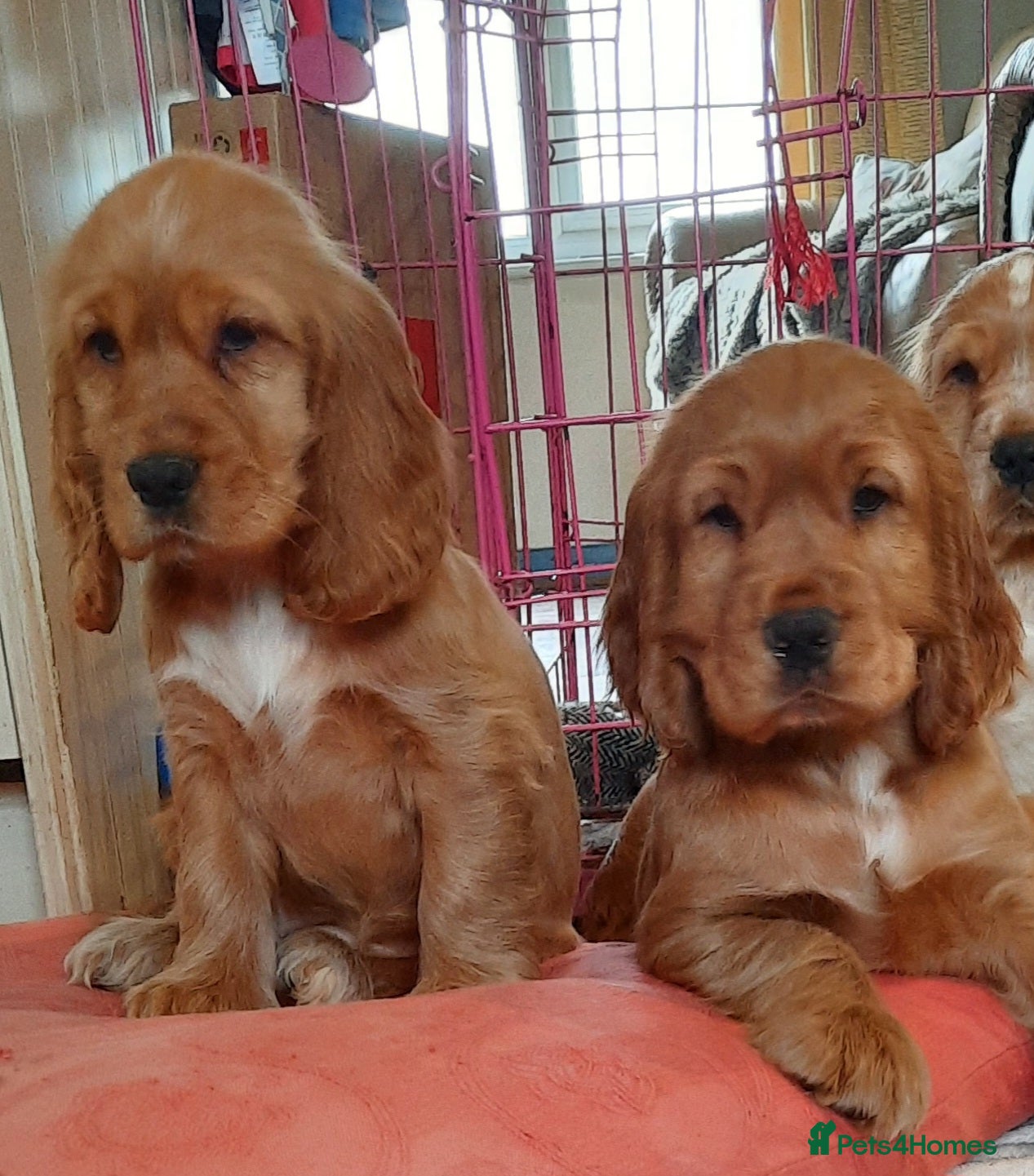 Cocker Spaniel dogs Cocker spaniel  - Advert 6