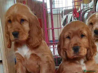 Cocker Spaniel dogs Cocker spaniel - Advert 6