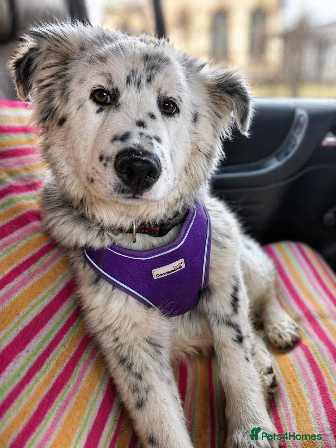 Mixed Breed dogs DALMA – the Dalmatian Dream with a Shepherd’s Soul - Advert 8