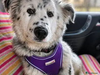 Mixed Breed dogs DALMA – the Dalmatian Dream with a Shepherd’s Soul - Advert 13